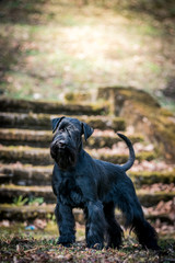 Standart schnauzer posing outside. Purebred dog posing.	