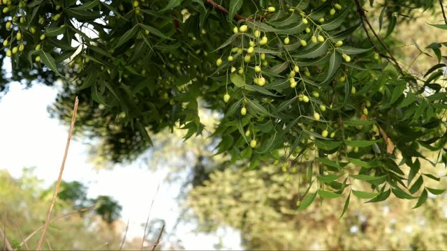 neem tree- natural medicine and fruit growing,selective focus without noise,neem fruits and leaf footage,Fresh Neem fruit on tree with leaf on nature background. 
