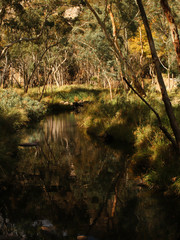Gorge Road Creek water reflections