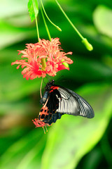 
color macro photo of an exotic butterfly in the rainforest on a sunny day on the mountain