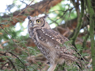 Spotted Eagle Owl
