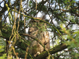 Spotted Eagle Owl
 wild, feather, prey, brown, raptor, eye, feathers, hunter, eyes, great horned owl, portrait, eagle-owl, night, tree, anima