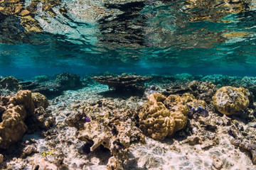 Underwater scene with corals and fish in sea