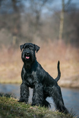 Standart schnauzer posing outside. Purebred dog posing.	