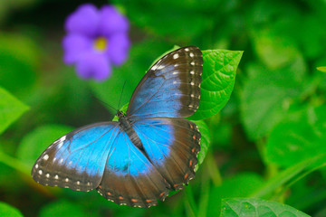 
color macro photo of an exotic butterfly in the rainforest on a sunny day on the mountain