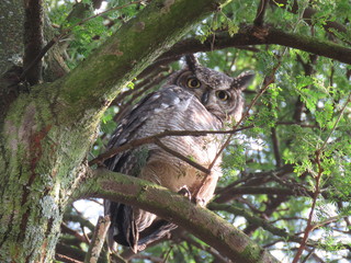 Spotted Eagle Owl
