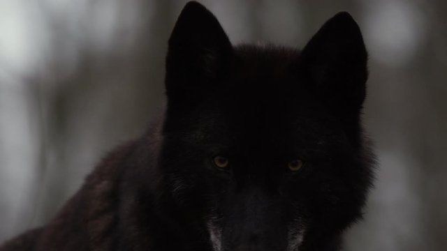 Schwarzer Wolf Z&auml;hne fletschend im Wald in Slow Motion gefilmt mit RED Scarlet-W