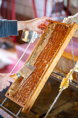 Hand removing wax from honey frame full of honey with beekeeping fork. Honey and beekeeper work background