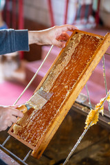 Hand removing wax from honey frame full of honey with beekeeping fork. Honey and beekeeper work background