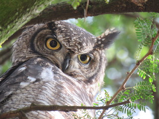 Spotted Eagle Owl
