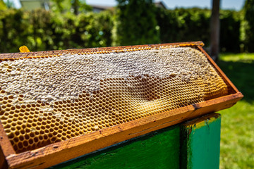 Waxed honeycombs on wooden frame full of honey situated outdoors. Sunny weather