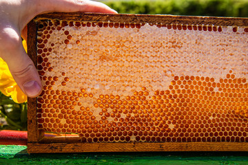 Hand holding waxed honeycombs on wooden frame full of honey situated outdoors. Sunny weather