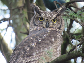 Spotted Eagle Owl
