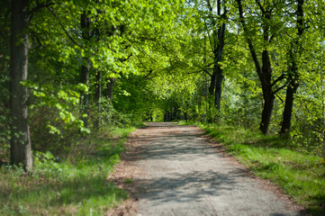 Fototapeta na wymiar beautiful road with trees on two sides