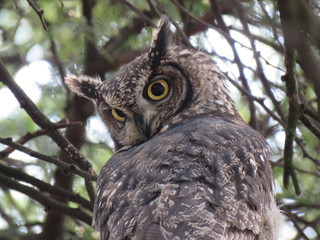 Spotted Eagle Owl
