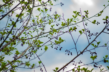 green branches with black cones against the blue sky