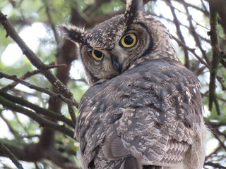 Spotted Eagle Owl
