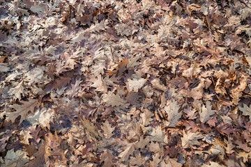 carpet of withered leaves in autumn