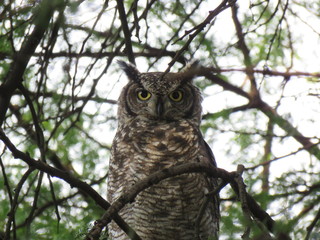 Spotted Eagle Owl
