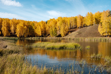 reflected in the pond autumn trees sky and reeds