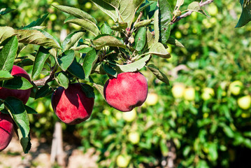 Trentino apples in Italy still on the tree to be harvested