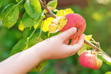 Close up of kid's hand picking red ripe apple off of apple tree in the garden. Apple harvest.