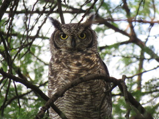 Spotted Eagle Owl
