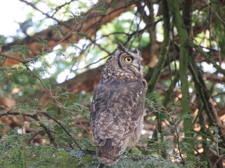 Spotted Eagle Owl
