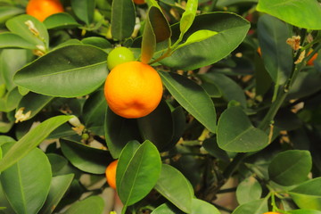 Orange fruit on the tree