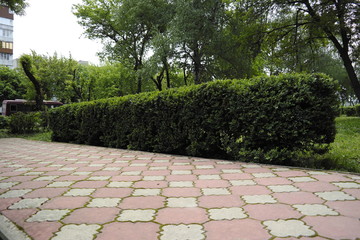 path in the garden