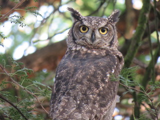 Spotted Eagle Owl