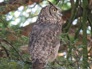 Spotted Eagle Owl
