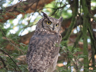 Spotted Eagle Owl