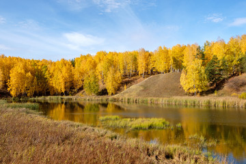 Fototapeta premium reeds by the river and birch forest autumn day