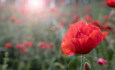 Field of red wild poppies with a flower in the foreground