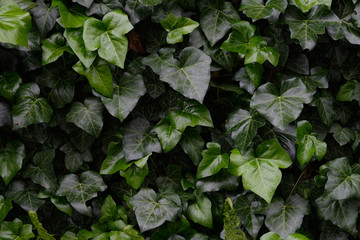 zielone liście obrastające płot, tworząc teksturę - obrazy, fototapety, plakaty