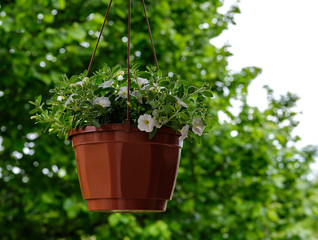 białe kwiaty w donicy zawieszonej pod dachem © Kamil