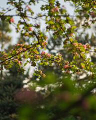 różowe kwiaty oświetlone światłem słonecznym popołudniową porą © Kamil