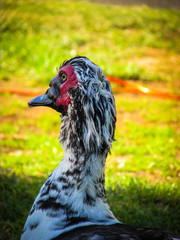 Muscovy duck with black and white feather on its head. It is a large duck species. It can live in tropical and cooler climates. All Muscovy ducks have long claws on their feet and a wide flat tail