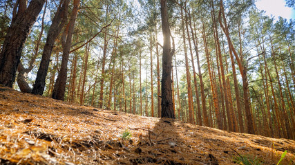 Landscape of sun shining on pine tree on the hill top at forest