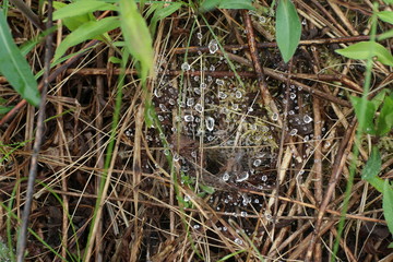 spyderweb after rain