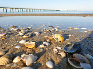 Pectinidae. Djemete. A warm summer morning on the coast of the Black sea. Anapa, Krasnodar region.
