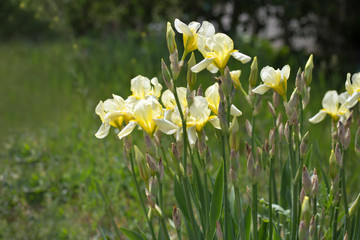 Many blooming yellow irises flowers in the garden on sunny day