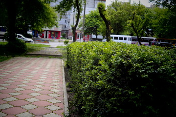 path in the garden