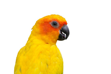 Sun conure bird with golden yellow feathers and orange face.