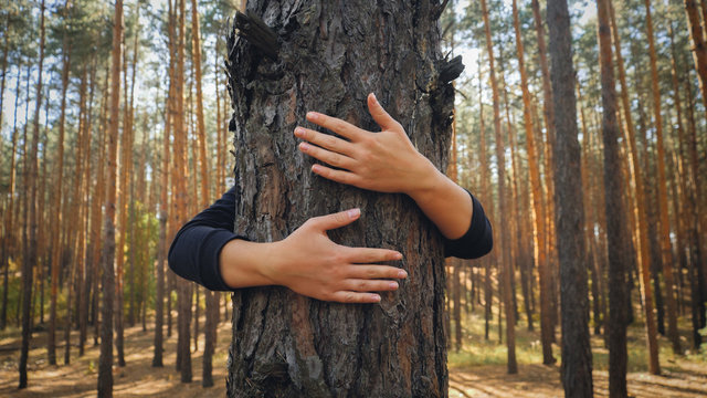 Toned closeup image of female hands hugging big pine tree in forest. Concept of ecology, environment protection and harmony with nature