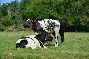 Cattle sitting in a field in Horley, Surrey.