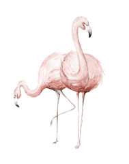 Hand drawn watercolor tropical flamingo birds. set of African flamingos. Exotic rose bird illustrations, jungle tree, brazil trendy art. Perfect for fabric design.