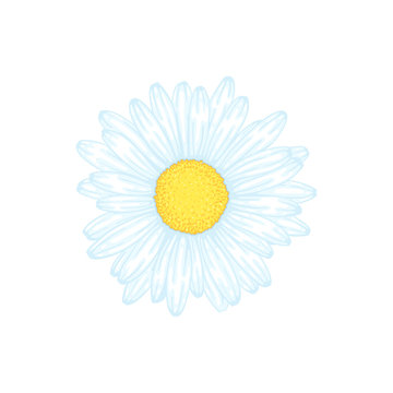 beautiful daisy flower isolated. Floral desig element for greeting cards and invitations of the wedding, birthday, Valentine's Day, mother's day and other seasonal holiday