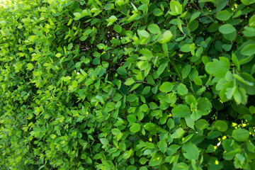 Green fresh leaves on a bush. Side view